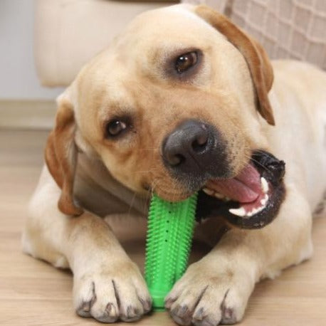 PawFun™ HappyTeeth Chew Toy